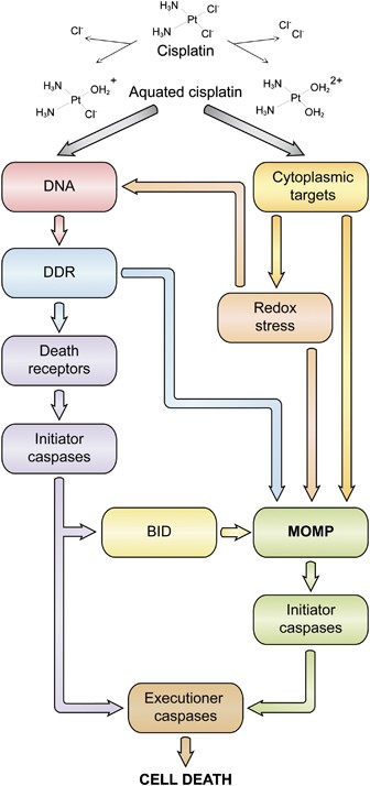 Cisplatin method of action