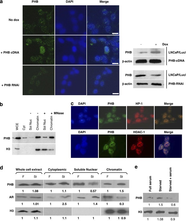 androgen insensivity chromatin negative nuclei