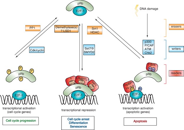 diversity within the prb pathway is
