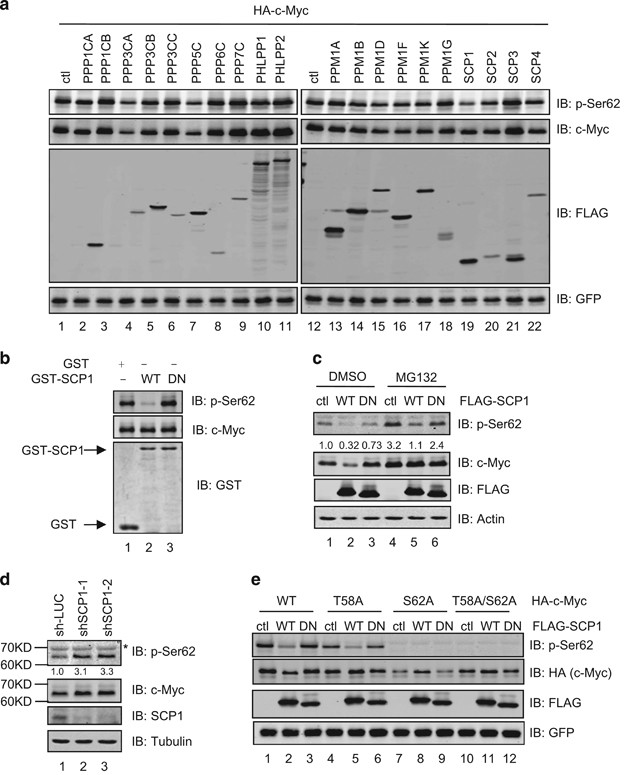 Scp1 Regulates C Myc Stability And Functions Through Dephosphorylating C Myc Ser62 Oncogene