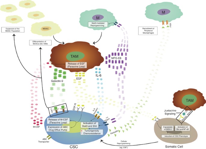 Cancer stem cells and tumor-associated macrophages: a roadmap for 