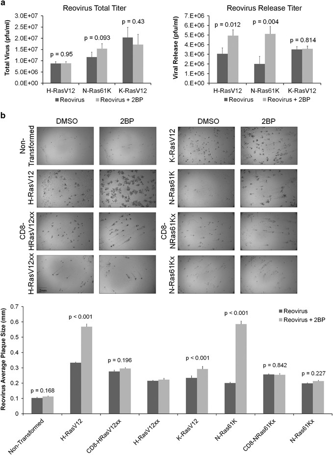 Oncolytic Reovirus Induces Intracellular Redistribution Of Ras To Promote Apoptosis And Progeny Virus Release Oncogene