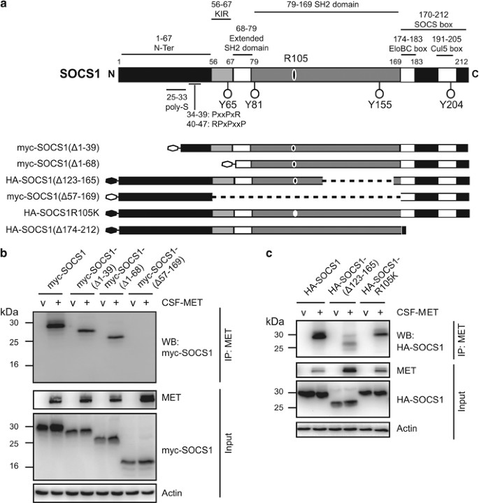 Regulation Of Met Receptor Tyrosine Kinase Signaling By Suppressor Of Cytokine Signaling 1 In Hepatocellular Carcinoma Oncogene