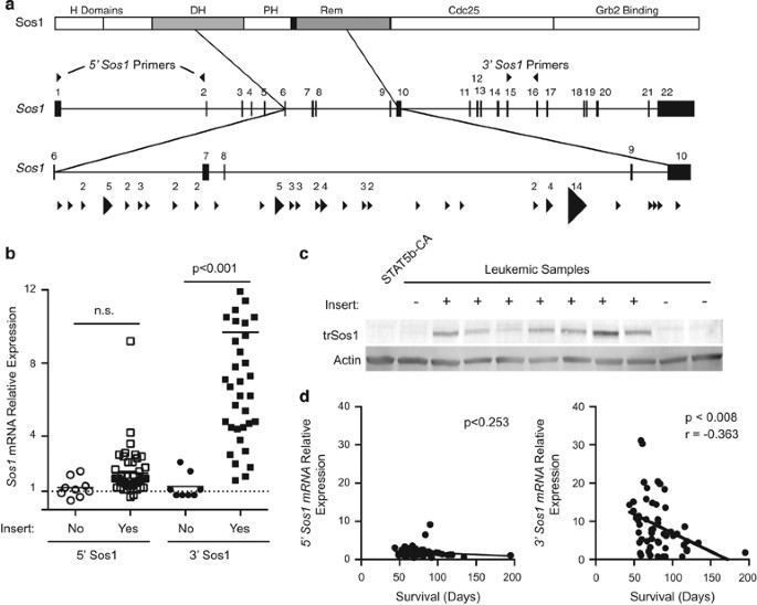Sleeping Beauty transposon screen identifies signaling modules that  cooperate with STAT5 activation to induce B-cell acute lymphoblastic  leukemia | Oncogene