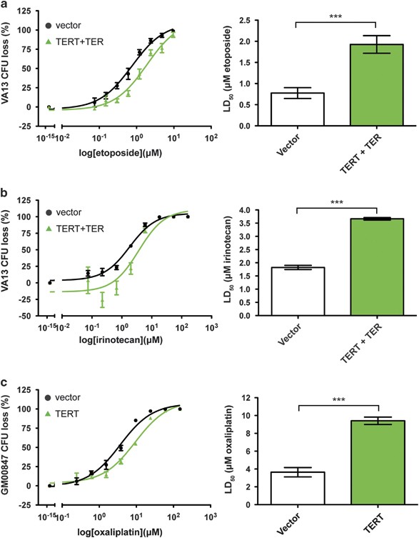 Telomerase Reverse Transcriptase Expression Protects Transformed Human Cells Against Dna Damaging Agents And Increases Tolerance To Chromosomal Instability Oncogene Telomerase Reverse Transcriptase Expression Protects Transformed Human Cells Against Dna Damaging Agents And Increases Tolerance To Chromosomal Instability Oncogene