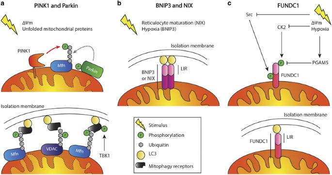 cigarette smoke p53 parkin mitophagy Parkin and mitophagy in cancer