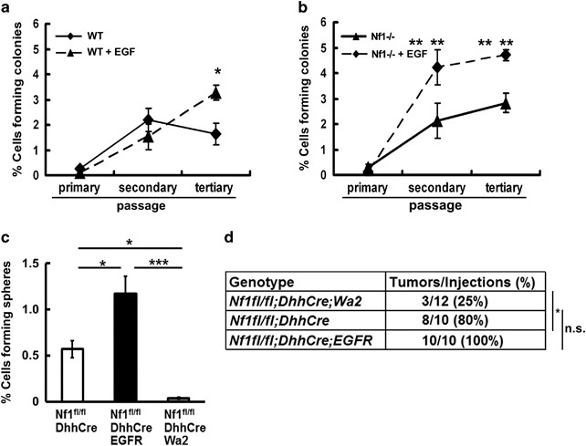 Egfr Stat3 Signalling In Nerve Glial Cells Modifies Neurofibroma Initiation Oncogene Egfr Stat3 Signalling In Nerve Glial Cells Modifies Neurofibroma Initiation Oncogene