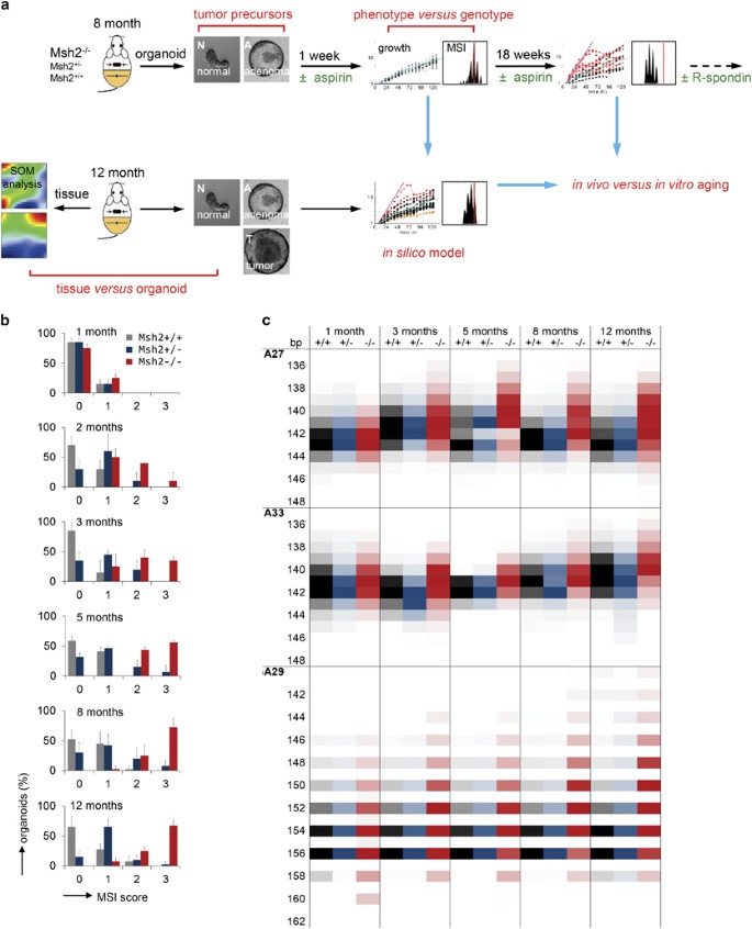 Different In Vivo And In Vitro Transformation Of Intestinal Stem Cells In Mismatch Repair Deficiency Oncogene