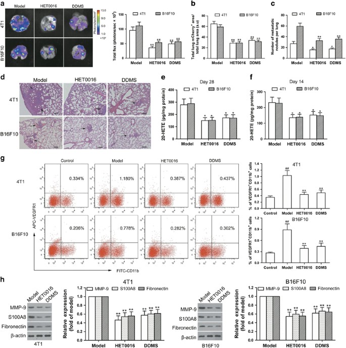 PDF) Abstract A74: Microparticles mediate cross-talk between tumoral and  endothelial cells and promote the constitution of an angiocrine  pro-metastatic niche through Arf6 up regulation