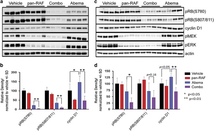 Raf Inhibitor Ly Sensitizes Ras Or Braf Mutant Cancer To Cdk4 6 Inhibition By Abemaciclib Via Superior Inhibition Of Phospho Rb And Suppression Of Cyclin D1 Oncogene