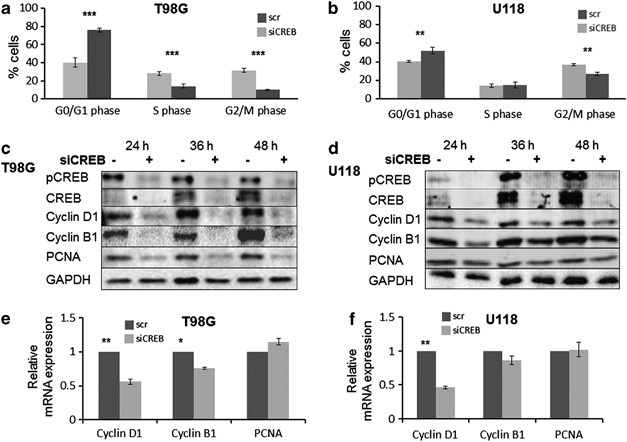 Selective Creb Dependent Cyclin Expression Mediated By The Pi3k And Mapk Pathways Supports Glioma Cell Proliferation Oncogenesis