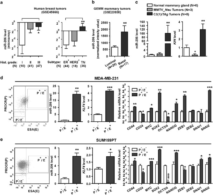 Kruppel-like factor 4 signals through microRNA-206 to promote tumor  initiation and cell survival | Oncogenesis