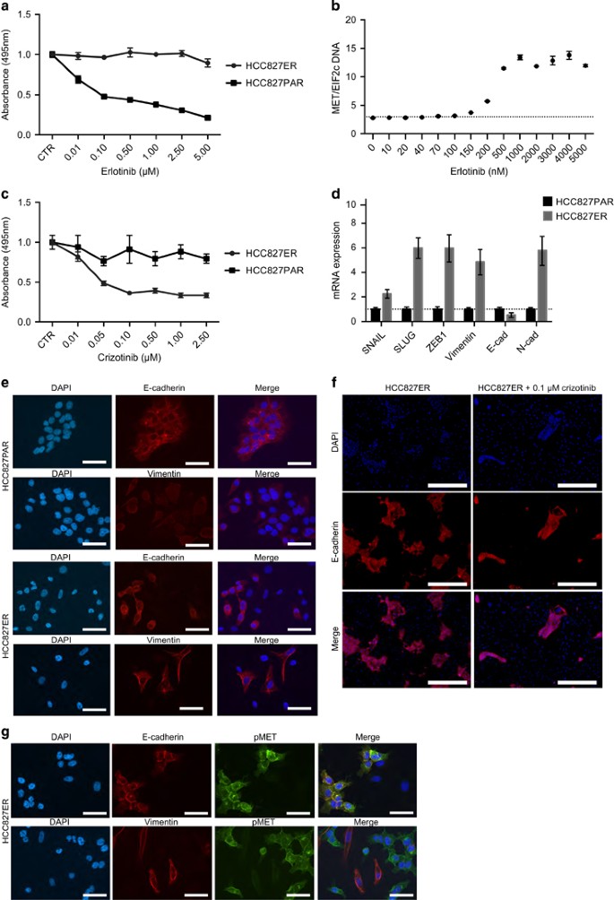 MET amplification and epithelial-to-mesenchymal transition exist as  parallel resistance mechanisms in erlotinib-resistant, EGFR-mutated, NSCLC  HCC827 cells | Oncogenesis