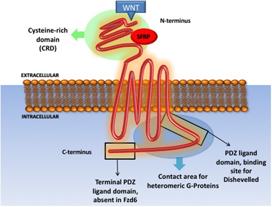 Non Canonical Wnt Pcp Signalling In Cancer Fzd6 Takes Centre Stage Oncogenesis