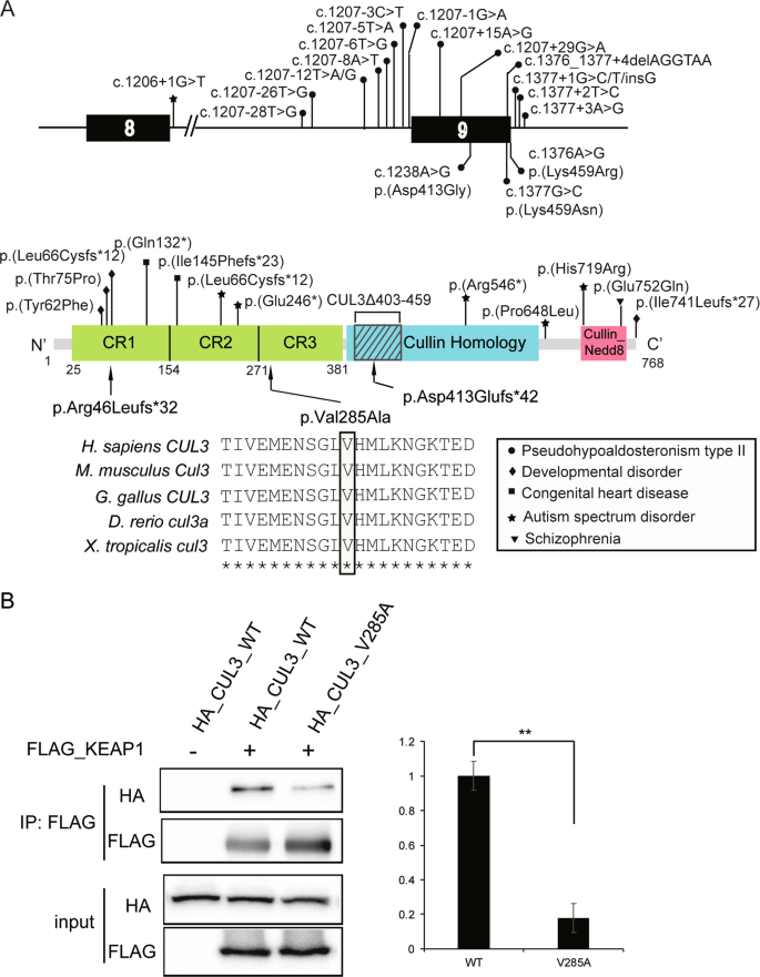 De Novo Variants In Cul3 Are Associated With Global Developmental Delays With Or Without Infantile Spasms Journal Of Human Genetics