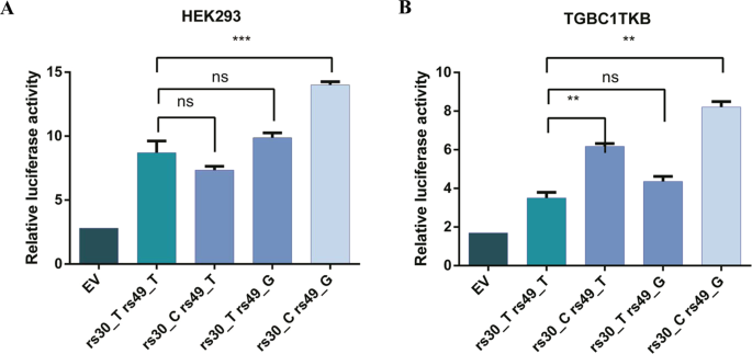 Genetic Association Of Mmp14 Promoter Variants And Their Functional Significance In Gallbladder Cancer Pathogenesis Journal Of Human Genetics