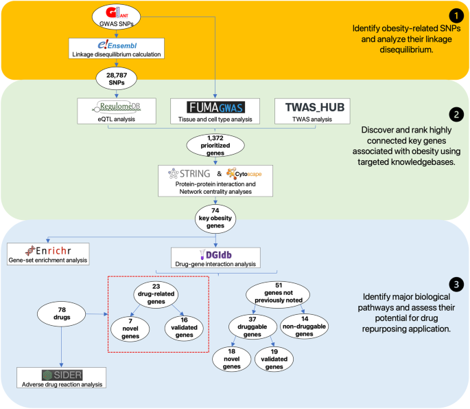 research on obesity gene figure 1