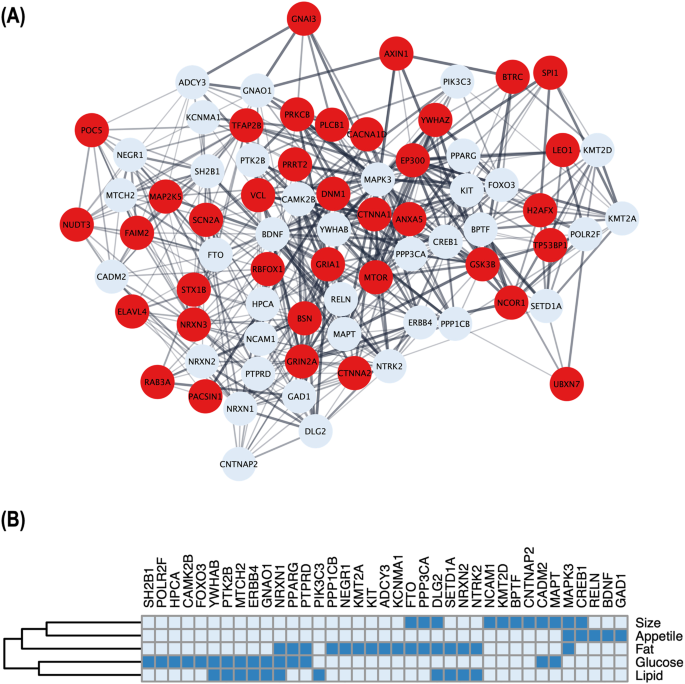 research on obesity gene figure 2