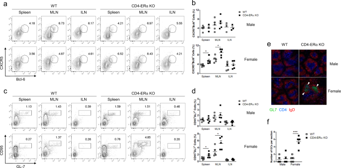 Fig. 2: One-year-old female CD4-ERα knockout (KO) mice spontaneously induced follicular helper T (TFH) and germinal center (GC) B cells.
