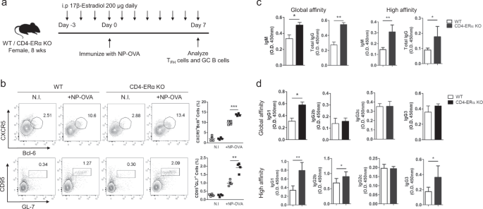 Fig. 5: High-affinity antibody production and isotype class switching were increased in female CD4-ERα knockout (KO) mice under an estrogen sufficient environment.