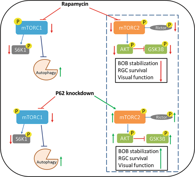 mTORC2 activation protects retinal ganglion cells via Akt signaling after autophagy induction in traumatic optic nerve injury