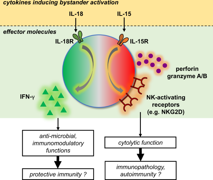 The Activation Of Bystander CD8 T Cells And Their Roles In, 56% OFF