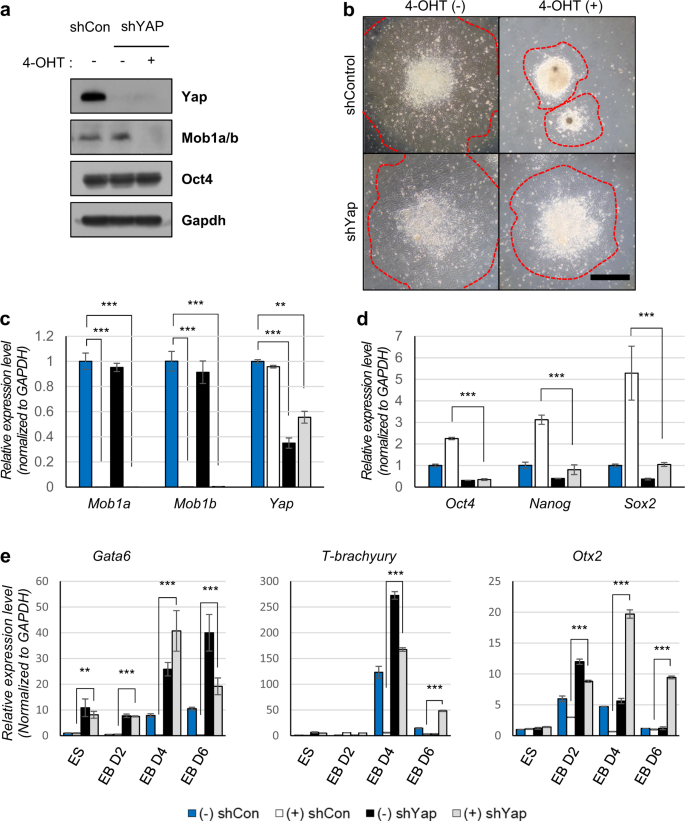 Fig. 4: The function of Mob1a/b in the differentiation of mouse ESCs is dependent on Yap activity.