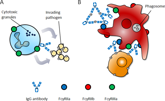 Boosting Therapeutic Potency Of Antibodies By Taming Fc Domain Functions Experimental Molecular Medicine Boosting Therapeutic Potency Of Antibodies By Taming Fc Domain Functions Experimental Molecular Medicine