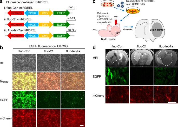 Fig. 4: Using miRDREL to visualize the actions of oncomiRs in vitro and in vivo.
