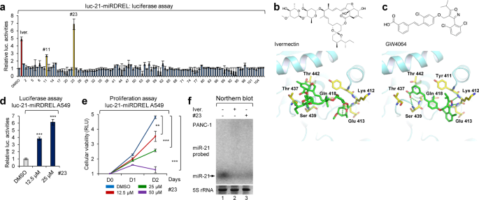 Fig. 6: Molecular modeling and miRDREL-based identification of a new miR-21 inhibitory derivative, GW4064.