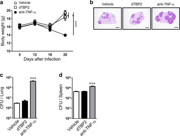 Blockade of translationally controlled tumor protein attenuated
