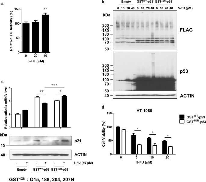 Transglutaminase 2 crosslinks the glutathione S-transferase tag, impeding  protein–protein interactions of the fused protein