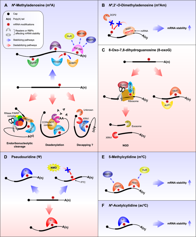 The emerging role of RNA modifications in the regulation of mRNA stability  | Experimental & Molecular Medicine