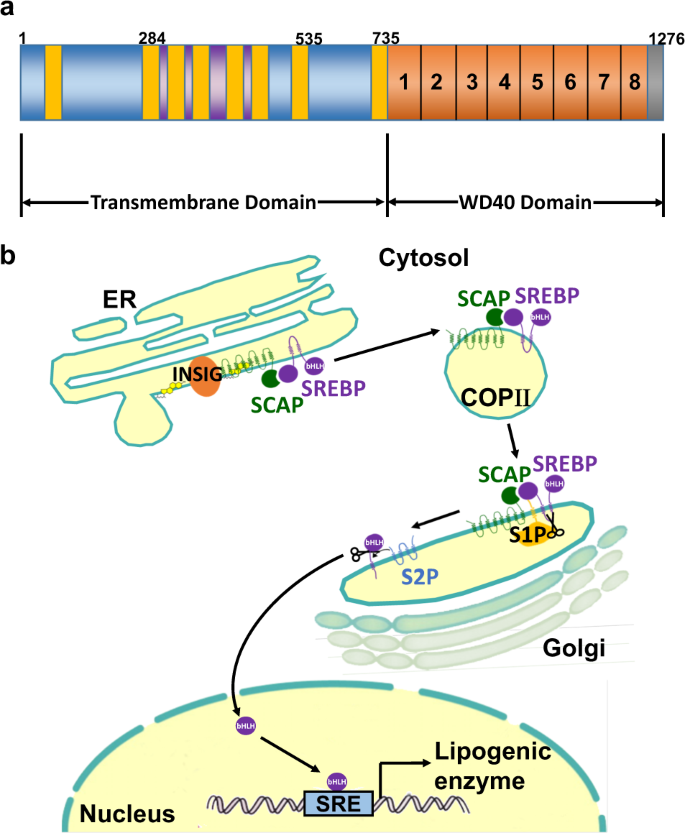 Sterol carrier protein 2: A promising target in the pathogenesis