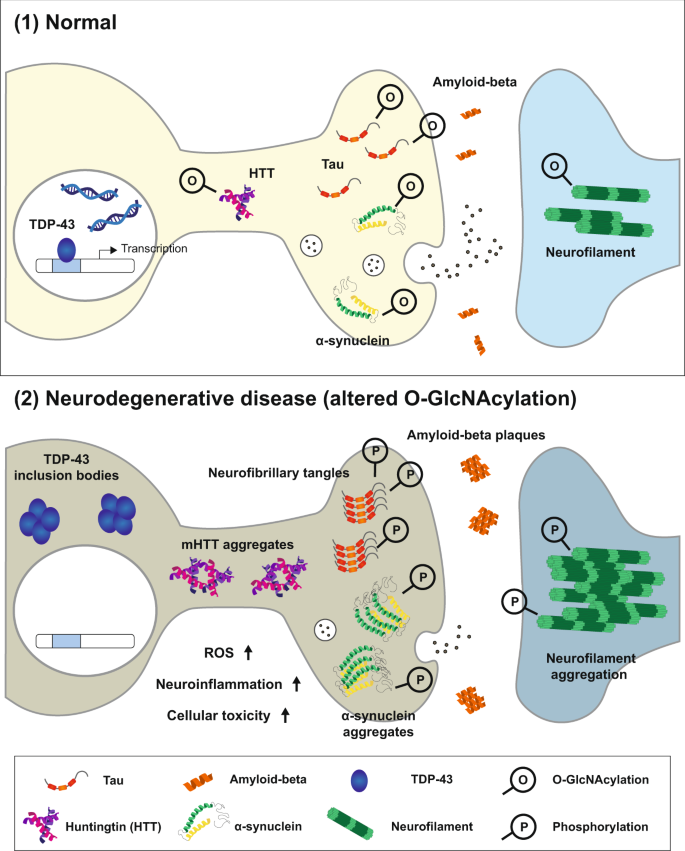 Pharmacological Inhibition of O-GlcNAcase Enhances Autophagy in