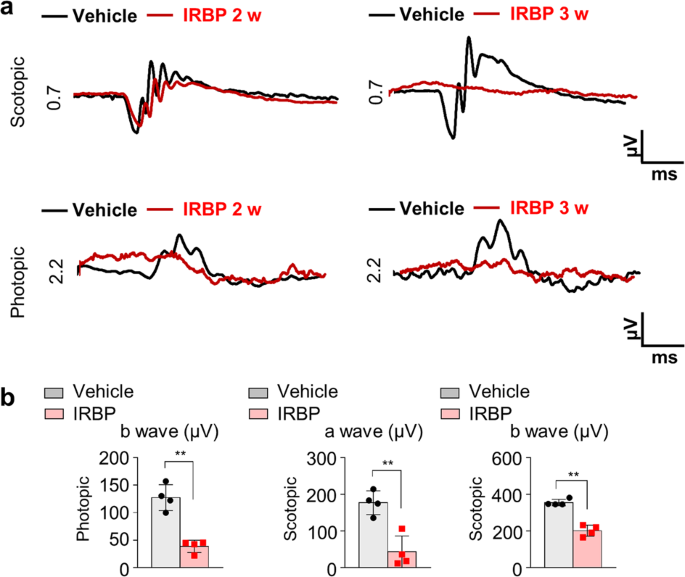 Fig. 7: Electroretinogram (ERG) of mice with experimental autoimmune uveitis (EAU).