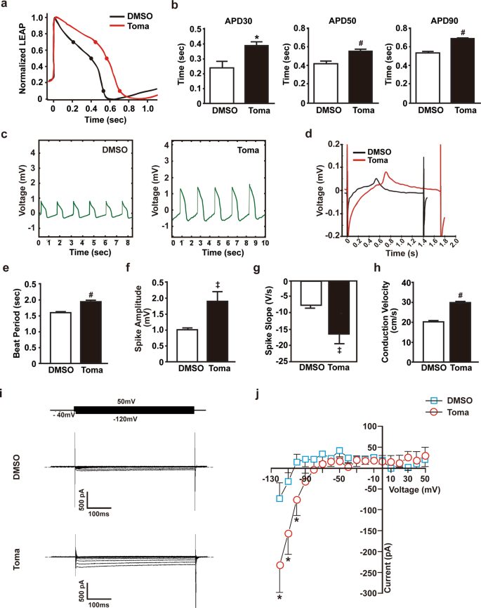 Fig. 5: Electrophysiological properties of tomatidine-treated cardiomyocytes.