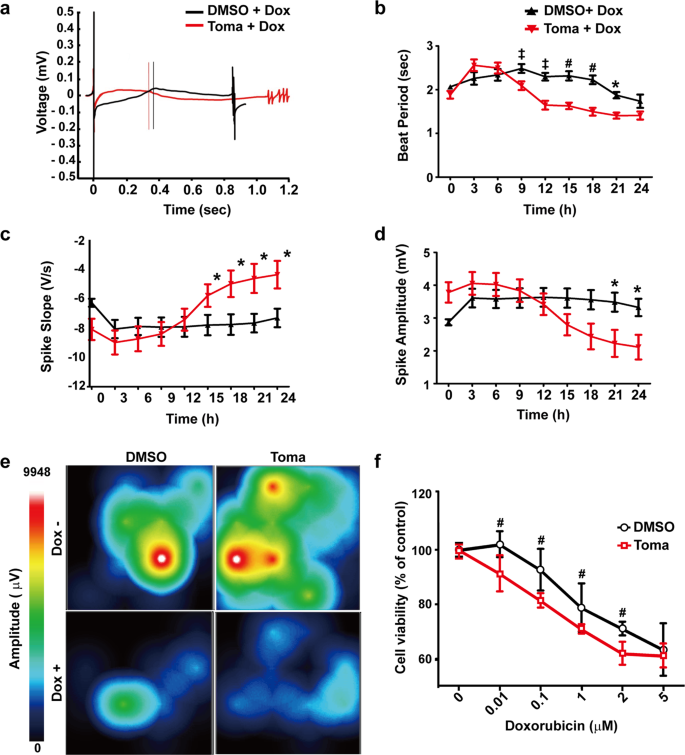 Fig. 6: Doxorubicin-induced cardiotoxicity in tomatidine-treated cardiomyocytes.