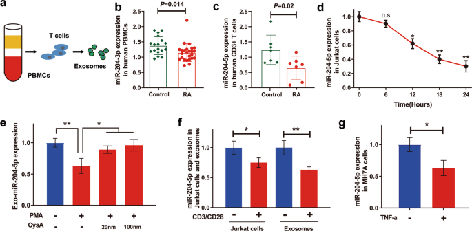 Fig. 2: Exosomal miR-204-5p released by human T lymphocytes is decreased under inflammatory conditions.