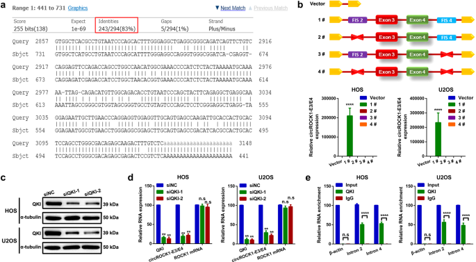 Fig. 2: CircROCK1-E3/E4 expression is partially regulated by QKI.