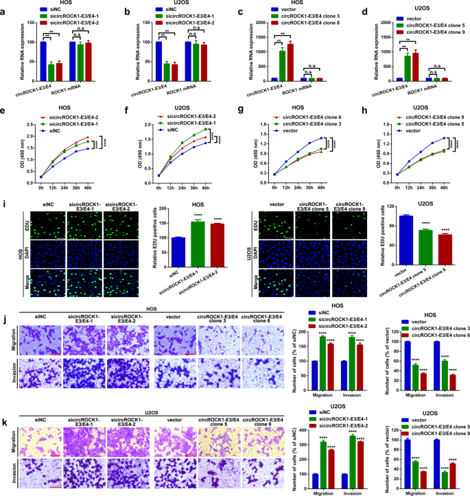 Fig. 3: CircROCK1-E3/E4 suppresses osteosarcoma cell proliferation and migration in vitro.