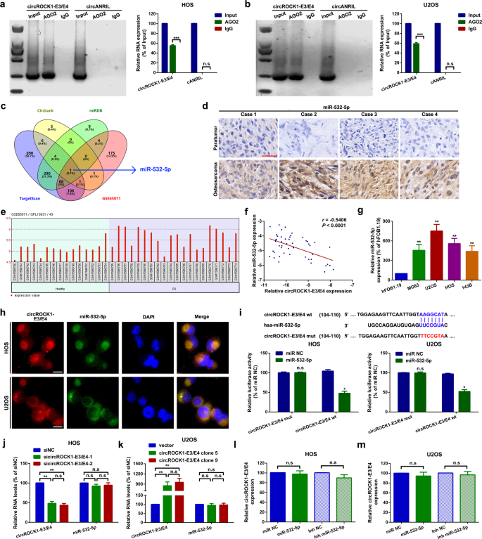 Fig. 4: CircROCK1-E3/E4 sponges miR-532-5p in U2OS and HOS cells.