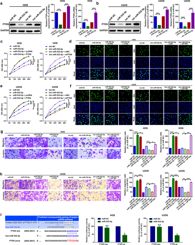 Fig. 5: MiR-532-5p promotes proliferation and migration by targeting PTEN in U2OS and HOS cells.