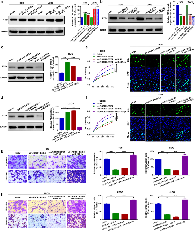 Fig. 6: CircROCK1-E3/E4 suppresses proliferation and migration via regulation of the miR-532-5p/PTEN axis in U2OS and HOS cells.