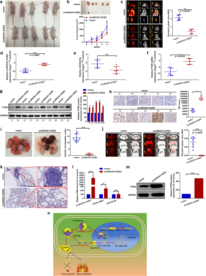 Fig. 7: CircROCK1-E3/E4 suppresses proliferation and lung metastasis in vivo.