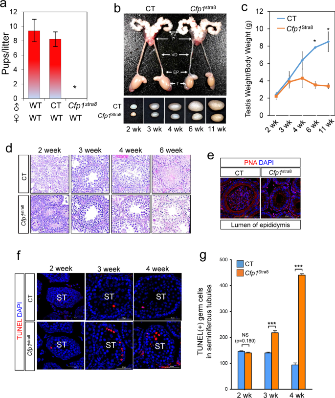 Fig. 1: Male Cfp1Stra8 mice are infertile.