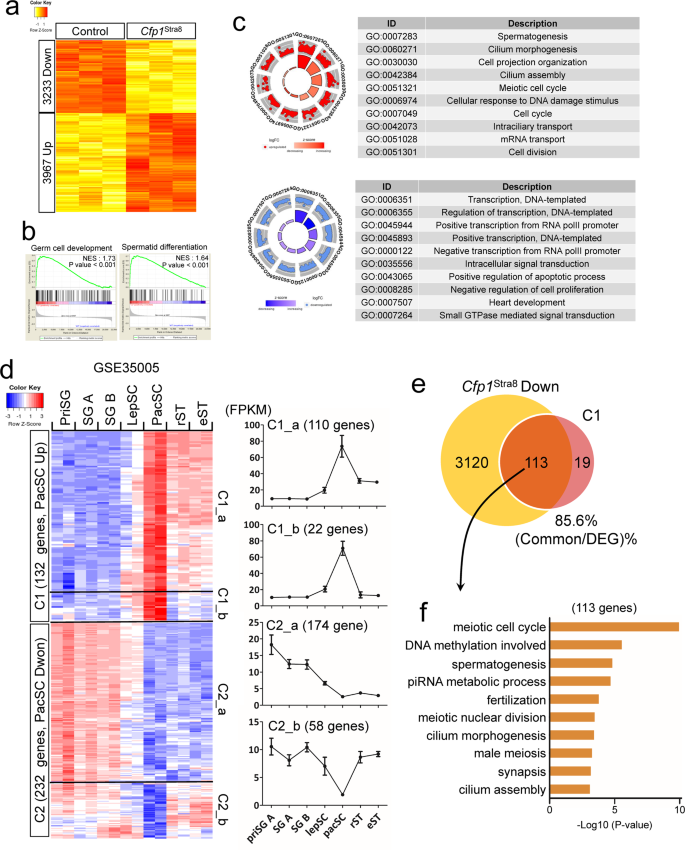 Fig. 3: Aberrant gene expression in Cfp1Stra8 testes.