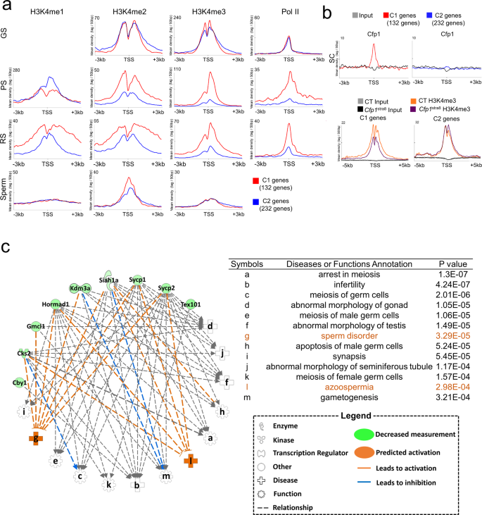 Fig. 5: Cfp1 function is critical for transcriptional activation of genes upregulated at the pachytene stage.