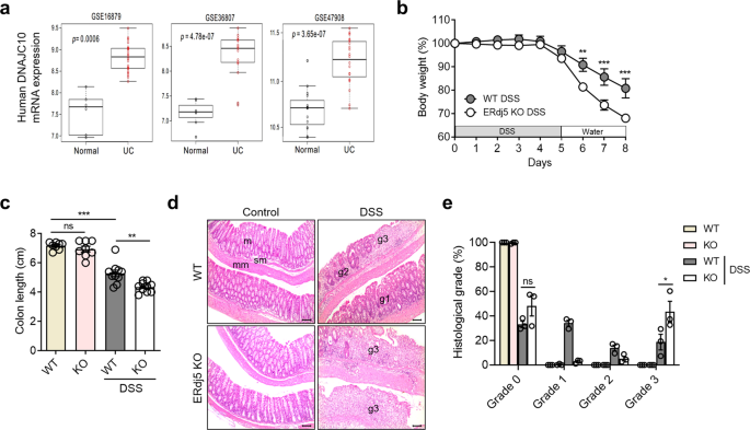 Fig. 1: ERdj5 deficiency exacerbates DSS-induced colitis in a murine model.