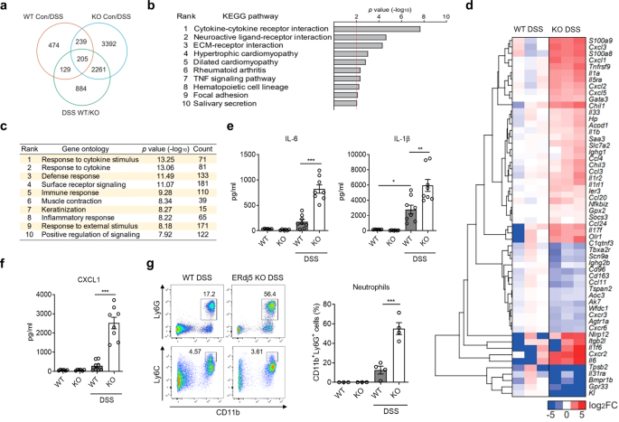Fig. 2: RNA-seq reveals an altered gene expression profile for inflammation in the absence of ERdj5.
